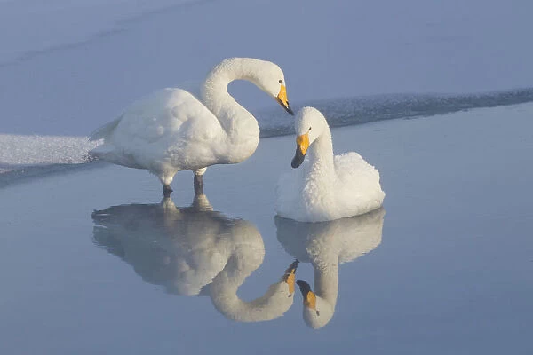 Asia, Japan, Hokkaido, Lake Kussharo, whooper swan, Cygnus cygnus