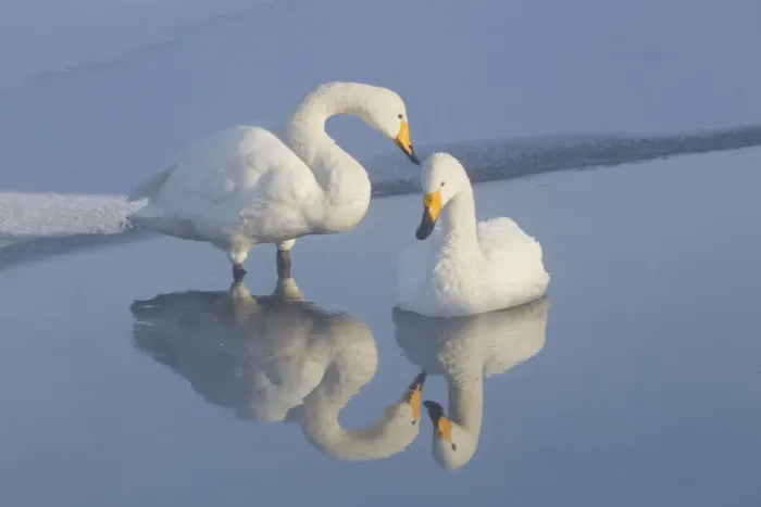Framed Print : Asia, Japan, Hokkaido, Lake Kussharo, whooper swan, Cygnus cygnus Framed Print : Asia, Japan, Hokkaido, Lake Kussharo, whooper swan, Cygnus cygnus