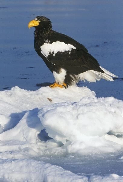 Asia, Japan, Hokkaido, Raus, Stellers Sea Eagle (Haliaeetus pelagicus)