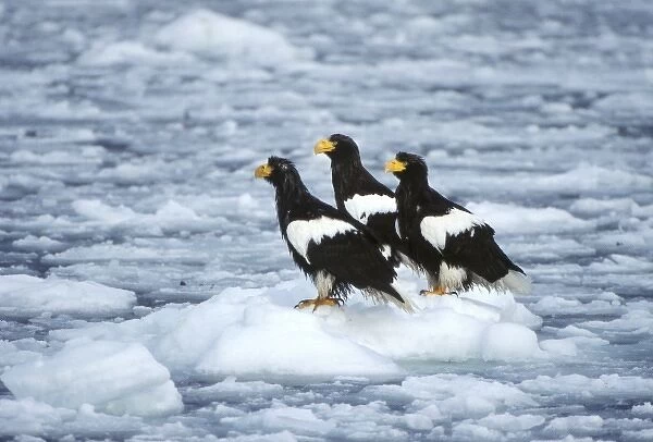 Asia, Japan, Hokkaido, Raus, Stellers Sea Eagles (Haliaeetus pelagicus)