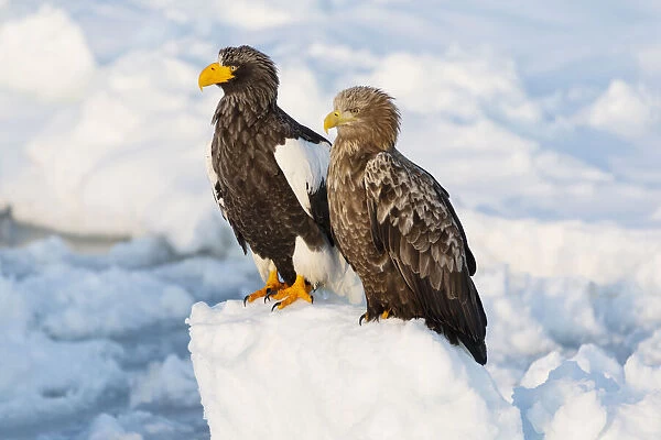 Asia, Japan, Hokkaido, Rausu, Stellers sea eagle, Haliaeetus pelagicus