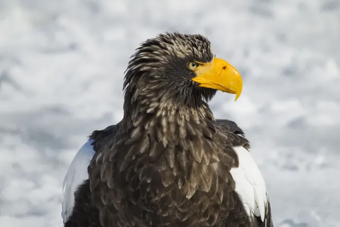 Framed Print : Asia, Japan, Hokkaido, Rausu, Stellers sea eagle, Haliaeetus pelagicus Framed Print : Asia, Japan, Hokkaido, Rausu, Stellers sea eagle, Haliaeetus pelagicus