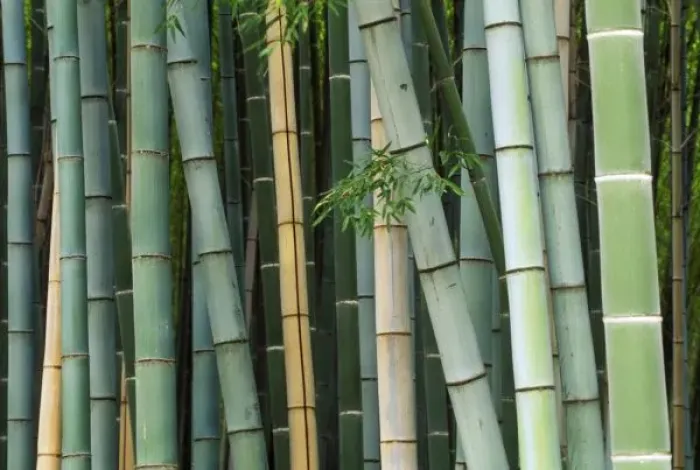 Framed Print : Asia, Japan, Kyoto, Arashiyama, Sagano, Bamboo Forest