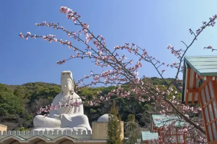 Framed Print : Asia, Japan, Kyoto, Cherry Blossom Framed Print : Asia, Japan, Kyoto, Cherry Blossom