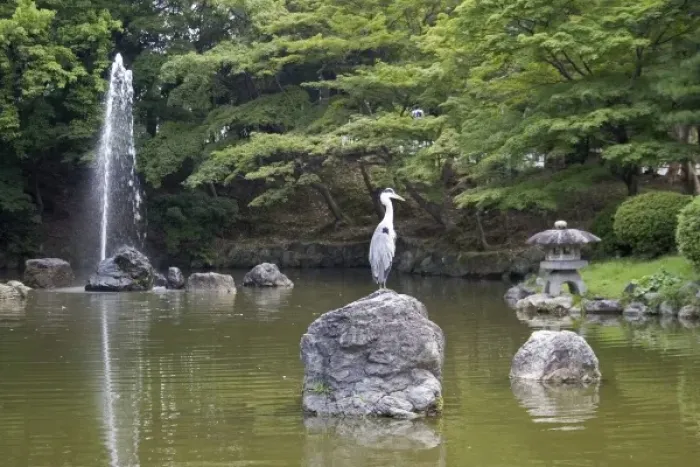 Framed Print : Asia, Japan, Kyoto, Eastern gray heron Framed Print : Asia, Japan, Kyoto, Eastern gray heron