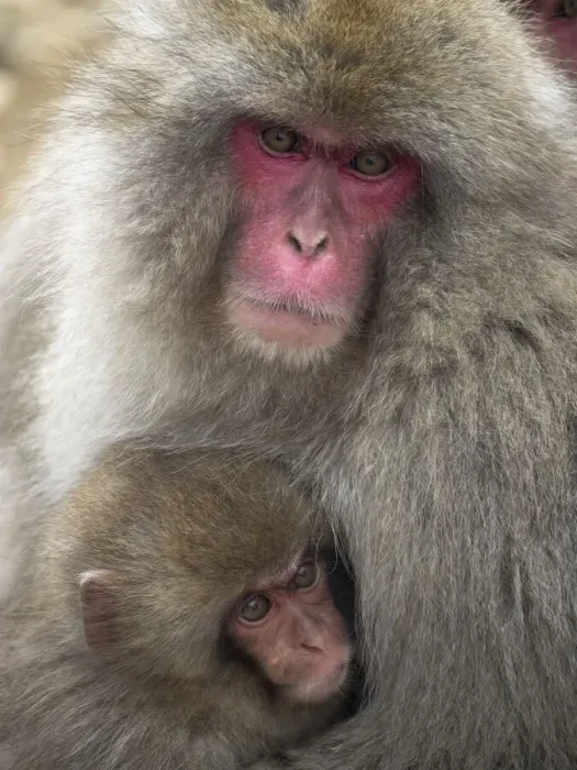Framed Print : Asia, Japan, Nagano, Jigokudani Yaen Koen, Snow Monkey Park, Japanese macaque