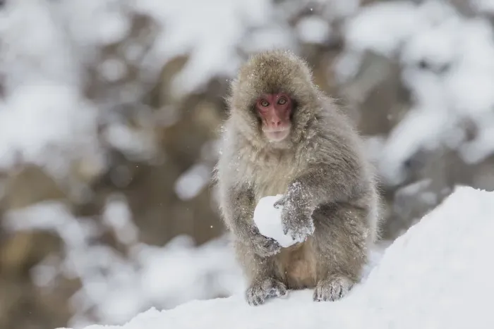 Framed Print : Asia, Japan, Nagano, Jigokudani Yaen Koen, Snow Monkey Park, Japanese macaque Framed Print : Asia, Japan, Nagano, Jigokudani Yaen Koen, Snow Monkey Park, Japanese macaque