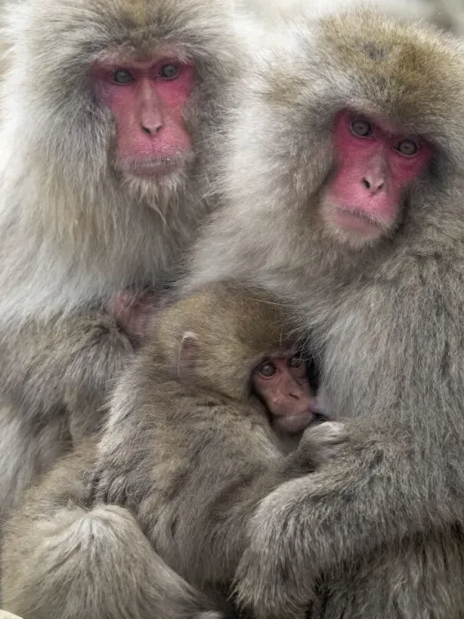 Framed Print : Asia, Japan, Nagano, Jigokudani Yaen Koen, Snow Monkey Park, Japanese macaque Framed Print : Asia, Japan, Nagano, Jigokudani Yaen Koen, Snow Monkey Park, Japanese macaque
