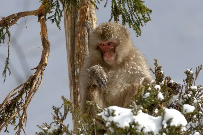 Framed Print : Asia, Japan, Nagano, Jigokudani Yaen Koen, Snow Monkey Park, Japanese macaque Framed Print : Asia, Japan, Nagano, Jigokudani Yaen Koen, Snow Monkey Park, Japanese macaque