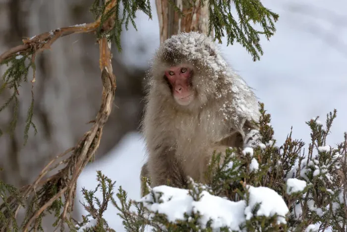 Framed Print : Asia, Japan, Nagano, Jigokudani Yaen Koen, Snow Monkey Park, Japanese macaque