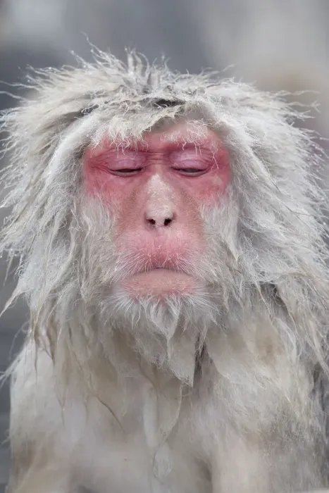 Framed Print : Asia, Japan, Nagano, Jigokudani Yaen Koen, Snow Monkey Park, Japanese macaque Framed Print : Asia, Japan, Nagano, Jigokudani Yaen Koen, Snow Monkey Park, Japanese macaque