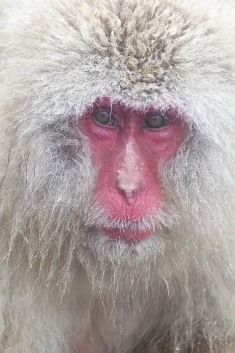 Framed Print : Asia, Japan, Nagano, Jigokudani Yaen Koen, Snow Monkey Park, Japanese macaque Framed Print : Asia, Japan, Nagano, Jigokudani Yaen Koen, Snow Monkey Park, Japanese macaque