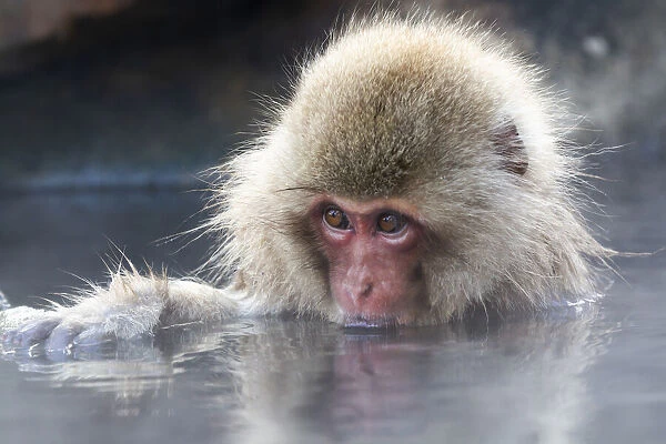 Asia, Japan, Nagano, Jigokudani Yaen Koen, Snow Monkey Park, Japanese macaque