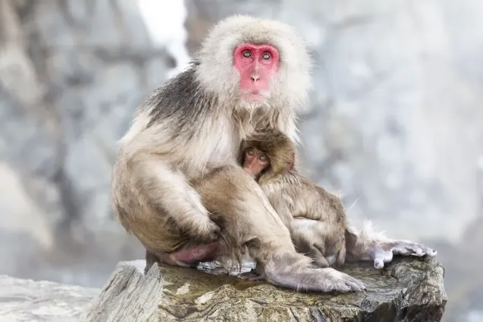 Framed Print : Asia, Japan, Nagano, Jigokudani Yaen Koen, Snow Monkey Park, Japanese macaque