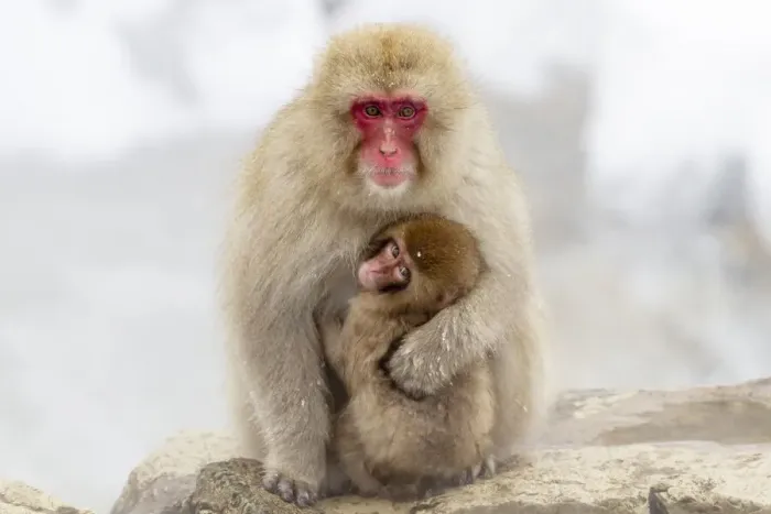 Framed Print : Asia, Japan, Nagano, Jigokudani Yaen Koen, Snow Monkey Park, Japanese macaque Framed Print : Asia, Japan, Nagano, Jigokudani Yaen Koen, Snow Monkey Park, Japanese macaque