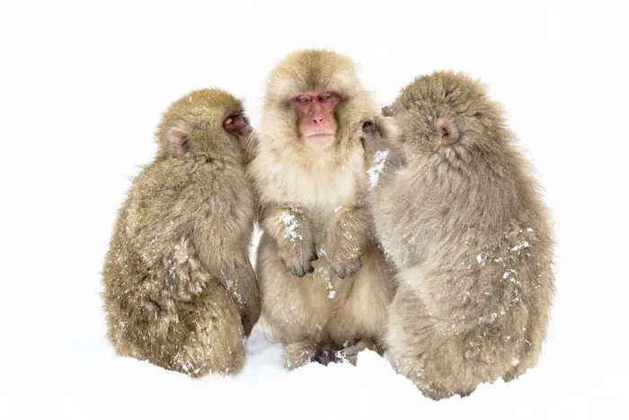 Framed Print : Asia, Japan, Nagano, Jigokudani Yaen Koen, Snow Monkey Park, Japanese macaque Framed Print : Asia, Japan, Nagano, Jigokudani Yaen Koen, Snow Monkey Park, Japanese macaque