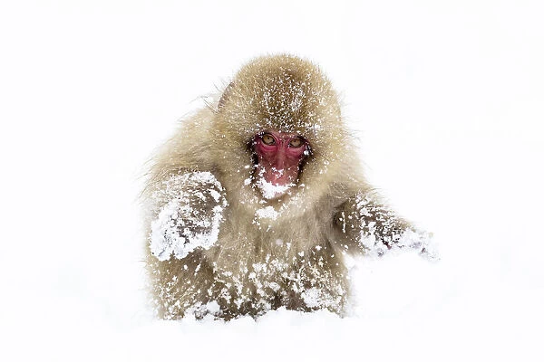 Asia, Japan, Nagano, Jigokudani Yaen Koen, Snow Monkey Park, Japanese macaque