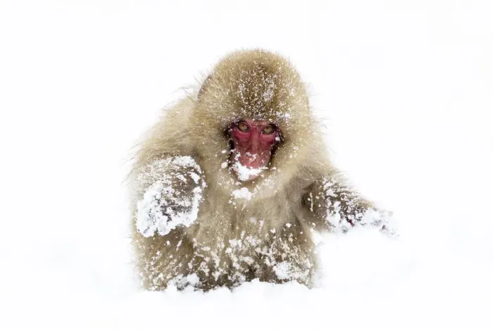 Framed Print : Asia, Japan, Nagano, Jigokudani Yaen Koen, Snow Monkey Park, Japanese macaque Framed Print : Asia, Japan, Nagano, Jigokudani Yaen Koen, Snow Monkey Park, Japanese macaque