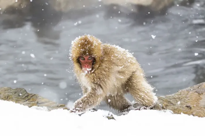 Framed Print : Asia, Japan, Nagano, Jigokudani Yaen Koen, Snow Monkey Park, Japanese macaque Framed Print : Asia, Japan, Nagano, Jigokudani Yaen Koen, Snow Monkey Park, Japanese macaque