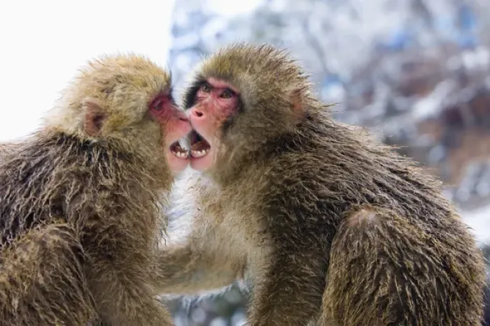 Framed Print : Asia, Japan, Nagano Mountains. Two Japanese macaques or snow monkeys playing. Credit as Framed Print : Asia, Japan, Nagano Mountains. Two Japanese macaques or snow monkeys playing. Credit as