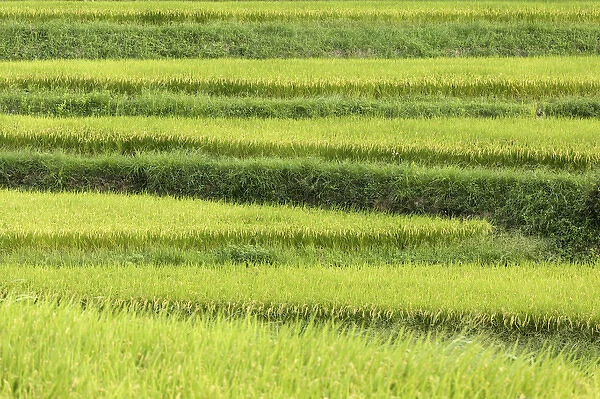 Asia, Japan. Rice terraces in Nara Prefecture