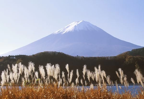Asia, Japan, Yamanashi, Kawaguchi Lake Mt. Fuji with Susuki Grass