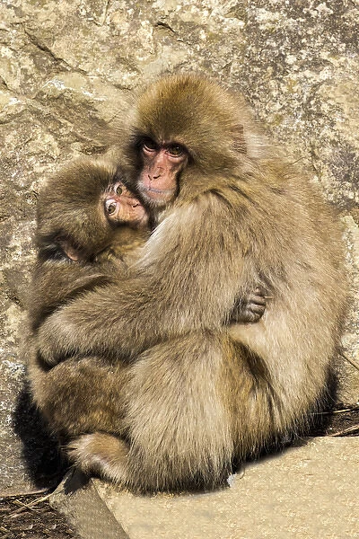 Asia, Japan, Yamanouchi, Jigokudani Monkey Park, Monkey Cuddling with Young
