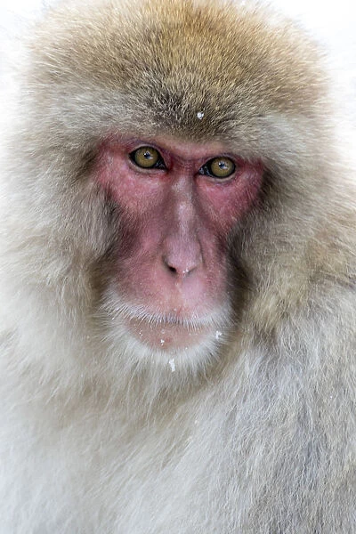 Asia, Japan, Yamanouchi, Jigokudani Monkey Park, Portrait of a Monkey