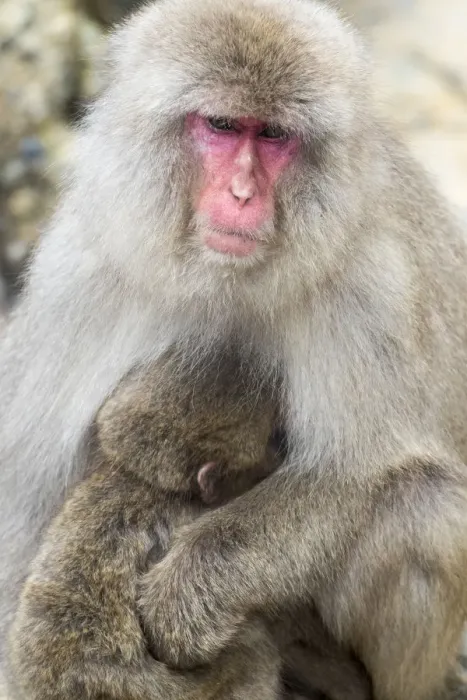 Framed Print : Asia, Japan, Yamanouchi, Jigokudani Monkey Park, Monkey Nursing Her Young Framed Print : Asia, Japan, Yamanouchi, Jigokudani Monkey Park, Monkey Nursing Her Young