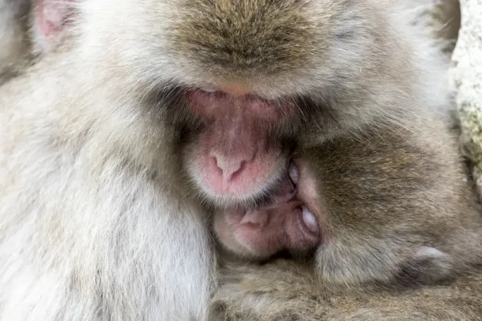 Framed Print : Asia, Japan, Yamanouchi, Jigokudani Monkey Park, Snow Monkeys Huddled Together