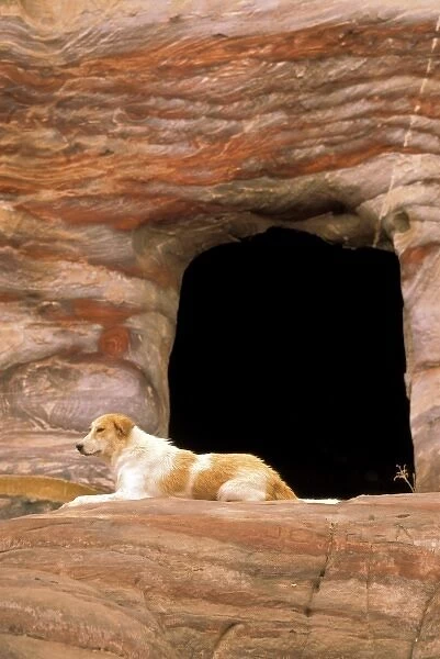 Asia, Jordan, Petra. Dog guards silk tomb