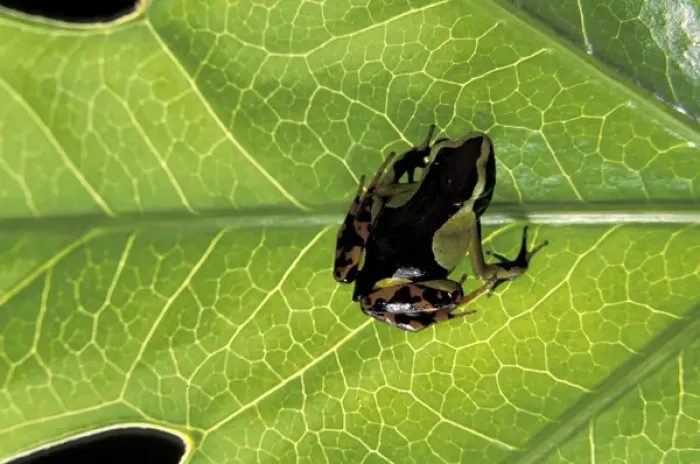 Framed Print : Asia, Madagascar Painted mantella (Mantella madagascariensis)