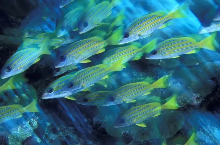 Framed Print : Asia, Micronesia, Palau. Yellowstriped Snapper (Lutjanus kasmira) in motion Framed Print : Asia, Micronesia, Palau. Yellowstriped Snapper (Lutjanus kasmira) in motion