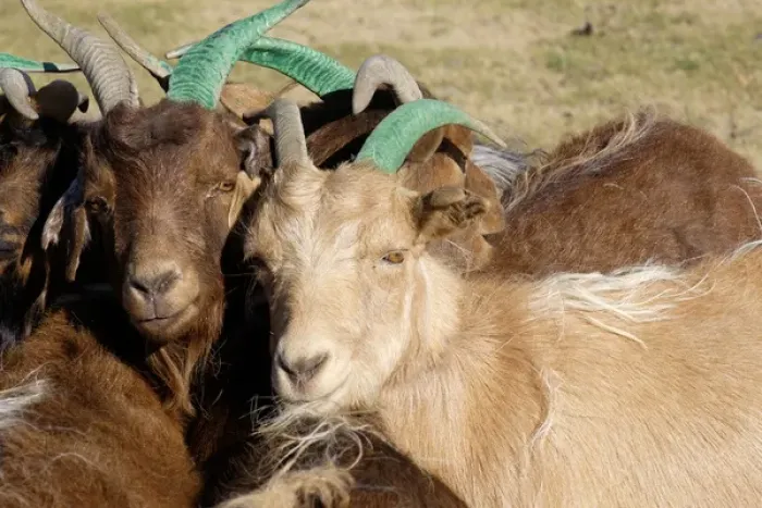 Framed Print : Asia, Mongolia, Altan Hokhii Mountain goats, gathered and tethered up for milking