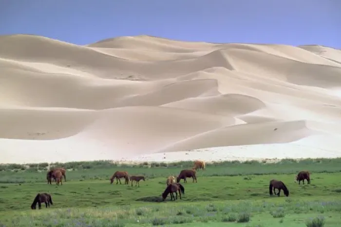 Framed Print : Asia, Mongolia, Gobi Desert. Wild horses Framed Print : Asia, Mongolia, Gobi Desert. Wild horses