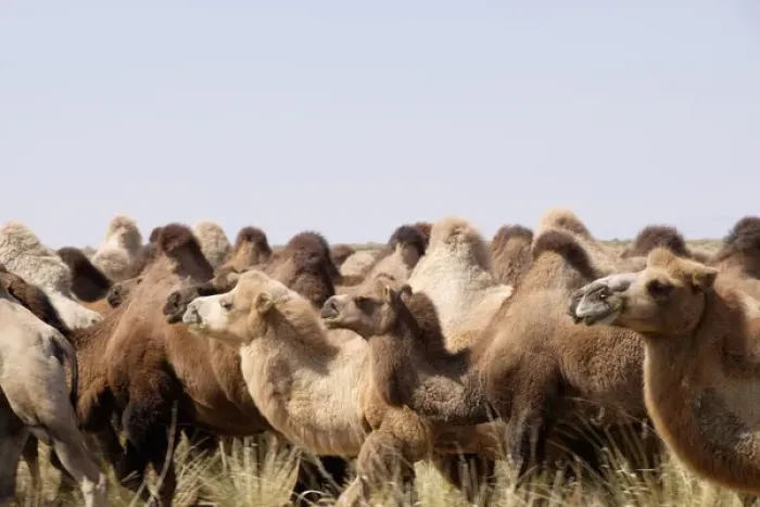 Framed Print : Asia, Mongolia, Western Mongolia, Lake Tolbo, Bactrian camels (Camelus bactrianus) Framed Print : Asia, Mongolia, Western Mongolia, Lake Tolbo, Bactrian camels (Camelus bactrianus)