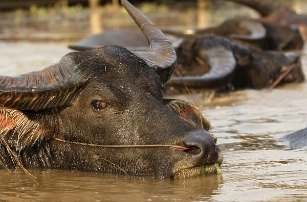 Asia, Myanmar, water buffalo (Bubalus bubalus) wallowing in river