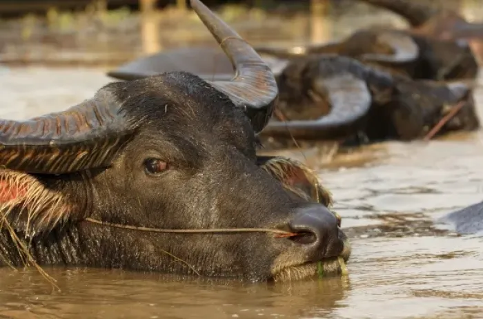 Framed Print : Asia, Myanmar, water buffalo (Bubalus bubalus) wallowing in river Framed Print : Asia, Myanmar, water buffalo (Bubalus bubalus) wallowing in river