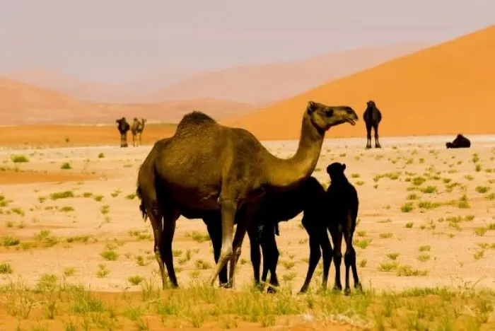 Framed Print : Asia, Oman