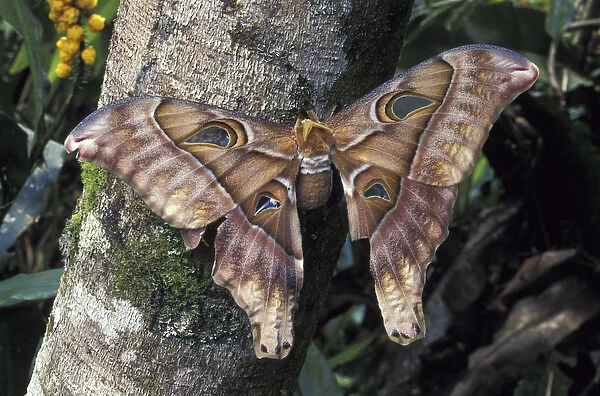 Asia, Papua New Guinea, Highland Territory. Hercules or Atlas Moth (Attacus atlas)