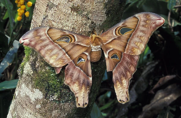 Asia, Papua New Guinea, Highland territory. Hercules of Atlas Moth (Attacua atlas)