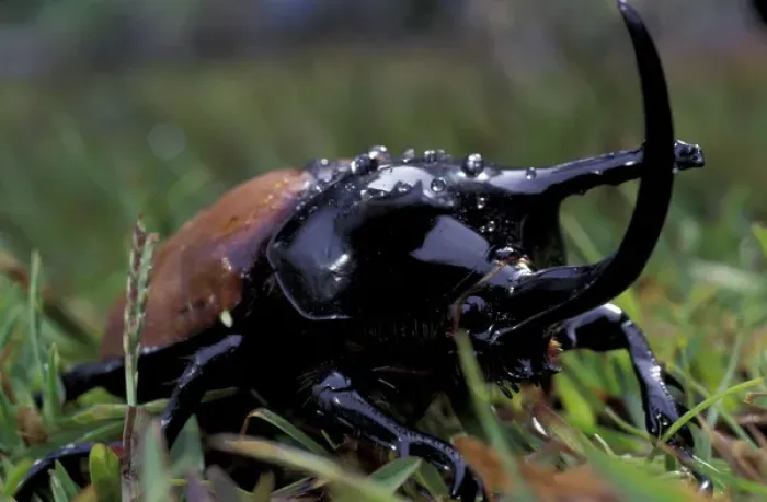 Framed Print : Asia, Papua New Guinea. Rhinoceros Beetle (Orcyctes rhinoceros)