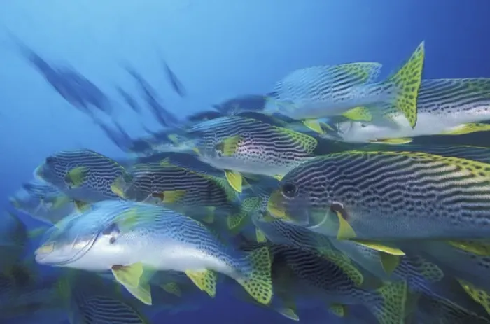 Framed Print : Asia, Papua New Guinea. Schooling Diagonal-banded Sweetlips (Plectorhinchus lineatus)