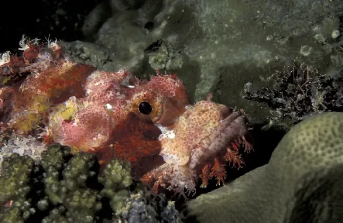 Framed Print : Asia, Papua New Guinea. Tasseled scorpionfish (Scorpaenopsis oxycephala)