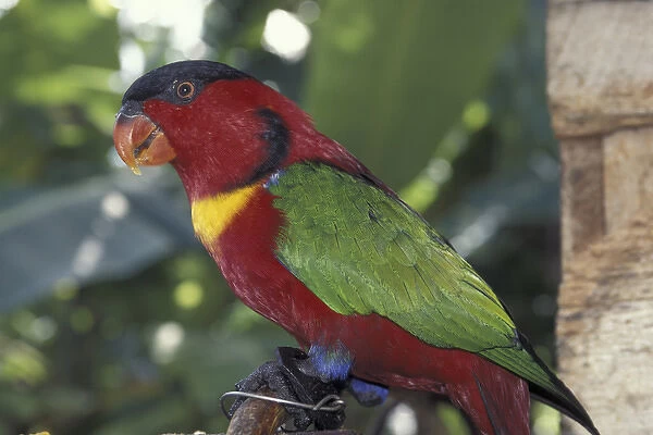 Asia, Papua New Guinea. Tropical Bird
