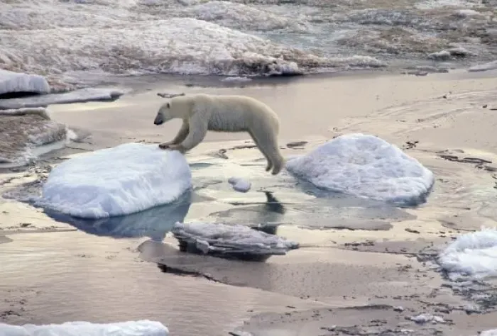 Framed Print : Asia, Russia, Siberian Arctic. Polar bear leaping across floating ice Framed Print : Asia, Russia, Siberian Arctic. Polar bear leaping across floating ice
