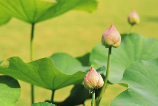 Asia, Thailand, Bangkok. Grand Palace, lotus blossoms
