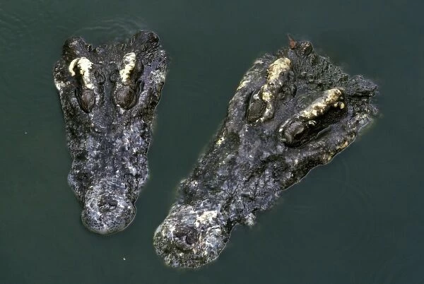 Asia, Thailand. Crocodile heads (Crocodilius-porosus)