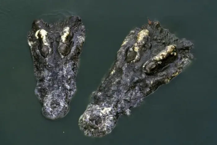 Framed Print : Asia, Thailand. Crocodile heads (Crocodilius-porosus)