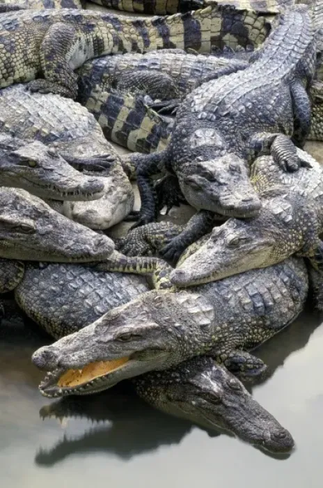 Framed Print : Asia, Thailand. Crocodiles (Crocodilius-porosus) Framed Print : Asia, Thailand. Crocodiles (Crocodilius-porosus)